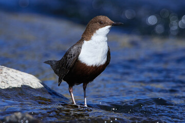 Wasseramsel (Cinclus cinclus) an der Spree bei der Futtersuche