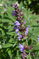 Salvia officinalis, alson known as common sage