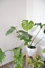 set of outdoor plants with white wall in the background