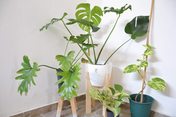 set of outdoor plants with white wall in the background