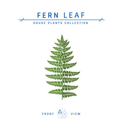 Fern leaf icon in flat style, vector