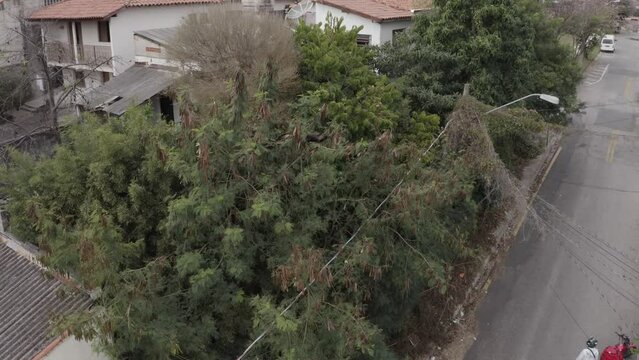 Howler monkeys on tree in residential area - drone image