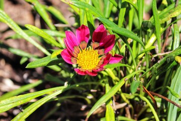 Photography of beautiful plants in the garden.