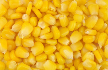 Yellow sweet corn background	