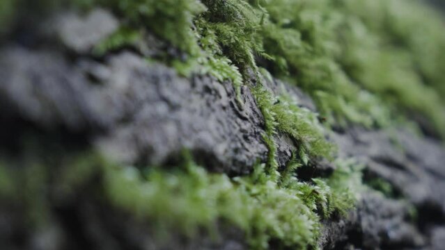 Close up slider shot of bark and moss on a tree slightly damp in spring time