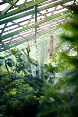 Fototapeta premium Exotic trees and plants under a roof in a greenhouse. Maintaining the climate for thermophilic plants in the botanical garden. Beautiful spring background.