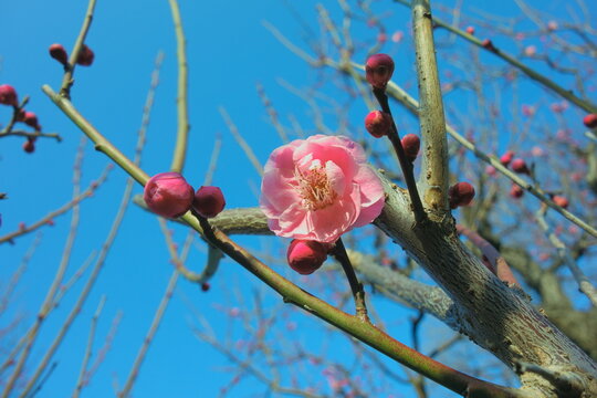 八重唐梅（やえとうばい）