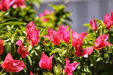 Photography of beautiful plants in the garden.