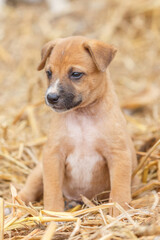 Stray dog. Family of  lost puppy stand together