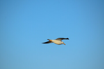 El vuelo de la gaviota
