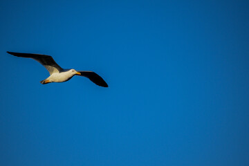 El vuelo