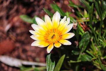 Photography of beautiful plants in the garden.