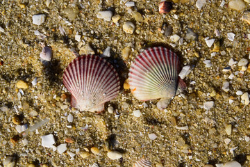 Conchas de zamburiña en la playa