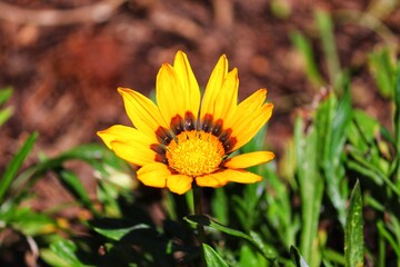 Photography of beautiful plants in the garden.