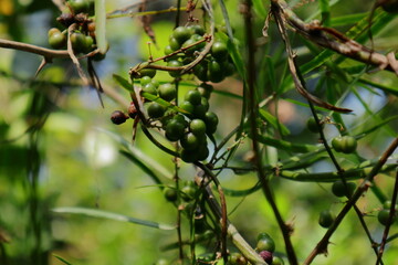 Close up of green seed clusters of a Wild asparagus vine