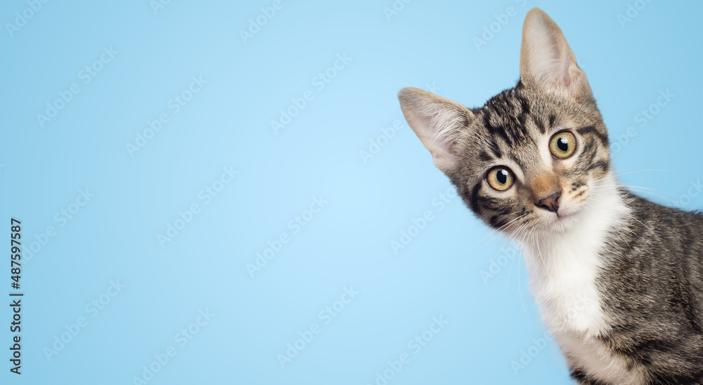 Wall mural Curious little cat looking to the camera side isolated on blue background