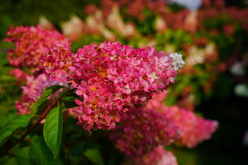 Beautiful hydrangea flowers in a garden.Hydrangea paniculata - a genus of shrubs from the hydrangea family
