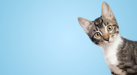 Curious little cat looking to the camera side isolated on blue background - Powered by Adobe