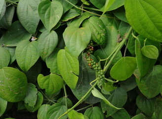 A Black pepper vine with a hanging spike