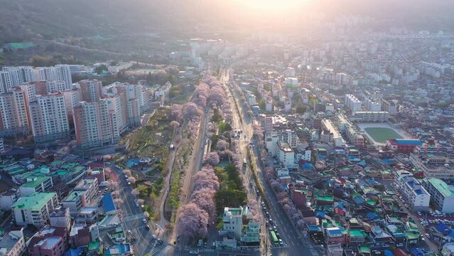 Aerial view, drone view Train and cherry blossom in Jinhae, , South Kore.and the sun rises
