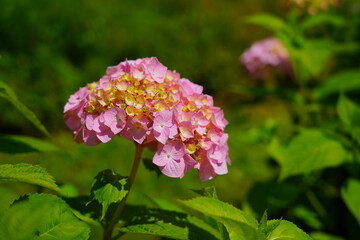  Hydrangea flowers - Hydrangea macrophylla - Beautiful bush of  in a garden 