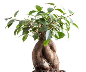 ficus bonsai with white background