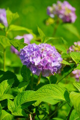  Hydrangea flowers - Hydrangea macrophylla - Beautiful bush of  in a garden 