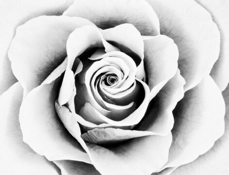 Black And White Rose Images – Browse 1,288,093 Stock Photos, Vectors, and  Video | Adobe Stock