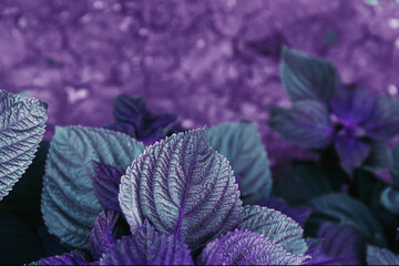 Perilla frutescens leaves close up as a beautiful nature background. Organic food ingredient