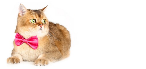 British shorthair cat in pink bow tie lying down isolated on white background