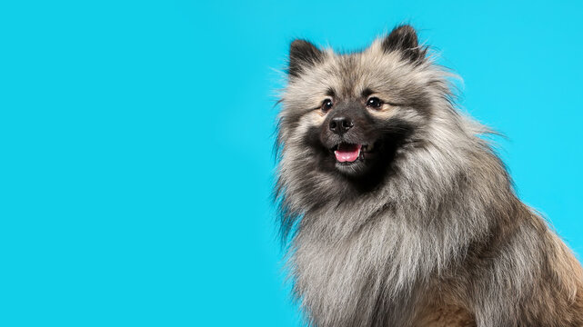 Wolf Spitz Images Browse 178 Stock Photos Vectors And Video Adobe Stock
