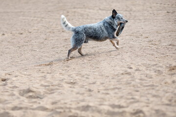 Australian cattle dog or blue heeler playing with toy ring at the sand beach