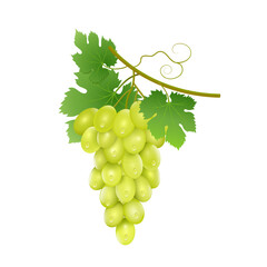 A bunch of ripe grapes with green leaves on a short vine in limbo and all this on a white background