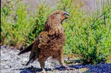 Kea