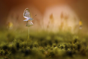 butterfly on the mushrooms