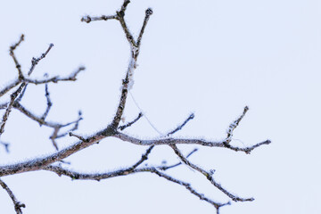 Fototapeta na wymiar 寒い朝に雪の結晶に覆われた山梨県の木の枝