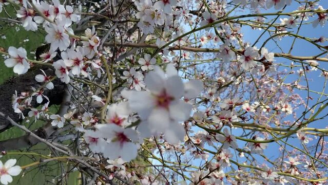 A vertical video of the cherry trees in bloom in a central park in the city of Madrid. A beautiful flowery picture of the white trees of the capital of Spain. Park of the Quita de los Molinos Madrid.