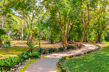 Tropical jungle plants trees walking trails Muyil Mayan ruins Mexico.