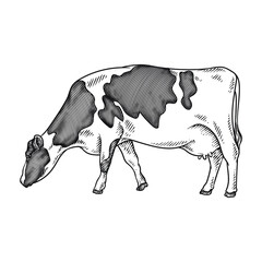 angus cow or cattle hand drawing