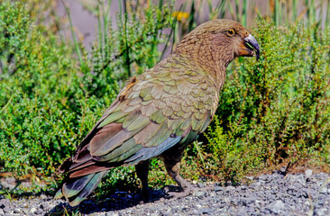 Kea