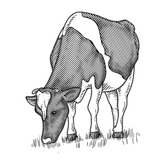 angus cow or cattle hand drawing - obrazy, fototapety, plakaty
