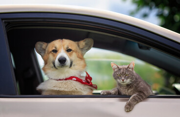 fluffy friends cat and the dog corgi look out of the window of a passing car