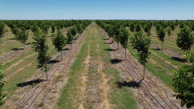 View of walnut plantation, with drip irrigation.