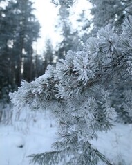 snow covered pine tree