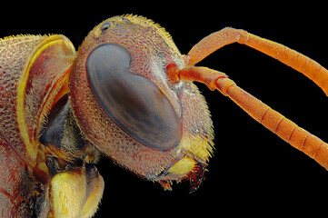 close up of a bee