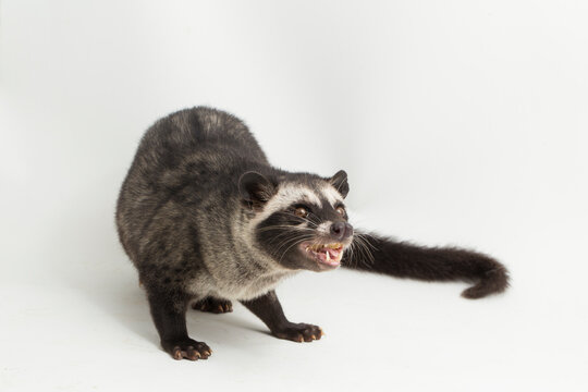 The Asian palm civet  Paradoxurus hermaphroditus  isolated on white background

