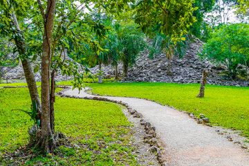Fototapeta premium Tropical jungle plants trees walking trails Muyil Mayan ruins Mexico.