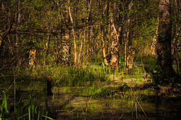 a river flowing in the forest, a swamp with water, all green is beautifully reflected in the mirror surface of the reservoir