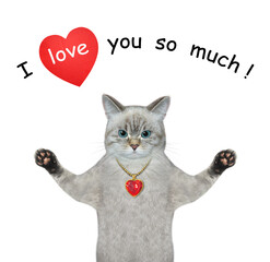 An ashen cat is in love. I love you so much. White background. Isolated.