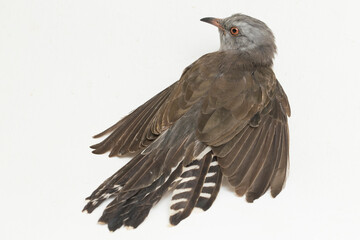 A plaintive cuckoo bird Cacomantis merulinus isolated on white background
